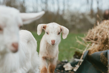 Obraz premium Curious goat kid on a farm interacts with a friendly herd, bright pasture in background, warm sunlight, natural lifestyle scene, animals cared for, rustic countryside vibe.