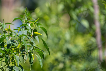 Naklejka premium Fresh green chili peppers growing on plant with leaves in natural sunlight soft blurred background and vibrant color suitable for agriculture food and organic farming concepts