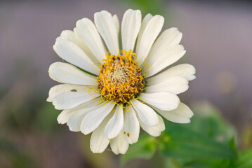 Fototapeta premium White flower with bright yellow center in close view soft natural light and blurred background showing delicate petals and fresh botanical detail for nature and garden themes
