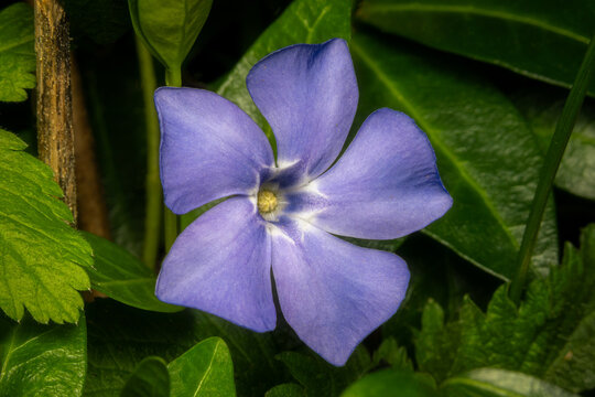 Close-up image of Lesser Periwinkle (Vinca minor) flower with natural green background.