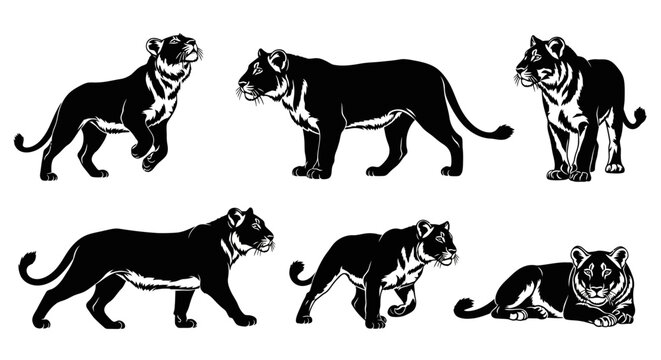 Lioness silhouette set for graphic design with six poses ? wildlife illustration
