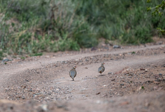 A chukar partridge in its natural habitat on a spring day on the shore of Lake Issyk-Kul in Kyrgyzstan