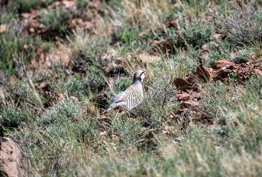 A chukar partridge in its natural habitat on a spring day on the shore of Lake Issyk-Kul in Kyrgyzstan