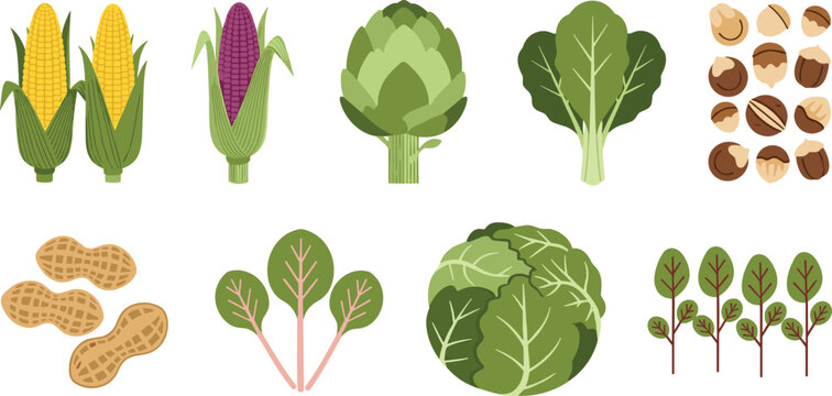 Fresh Organic Vegetables And Nuts Collection Set Vector Illustration Isolated White Background Corn Artichoke Cabbage Spinach Design Collection