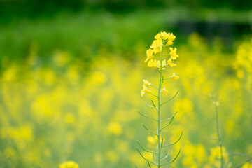 Obraz premium Vibrant Yellow Canola Flower Field in Full Bloom under Spring Sky, Machida, Tokyo