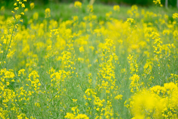 Fototapeta premium Vibrant Yellow Canola Flower Field in Full Bloom under Spring Sky, Machida, Tokyo