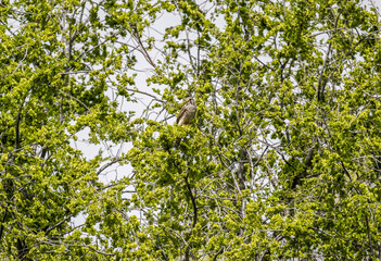 Fototapeta premium A kestrel in its natural habitat on a spring day on the shore of Lake Issyk-Kul in Kyrgyzstan