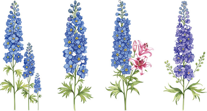 Professional botanical vector set featuring detailed blue and purple delphinium larkspur flower spikes with green leaves and a pink lily blossom for elegant floral designs.