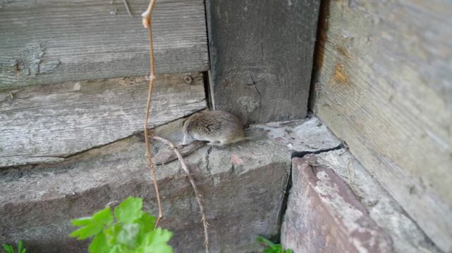Field mouse running through hole in fence close-up slow motion