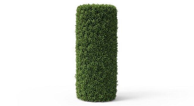 Cylindrical boxwood hedge topiary, manicured green shrub pillar on white background, formal garden landscape element for architectural visualization