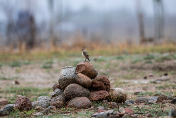 A hoopoe in its natural habitat on a spring day on the shore of Lake Issyk-Kul in Kyrgyzstan © константин константи