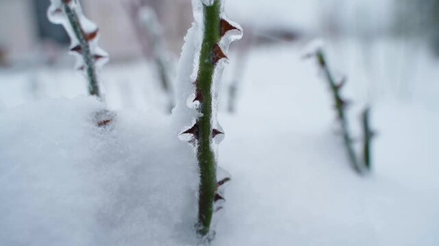 Frozen rose stems with ice covered thorns emerging from snow close-up