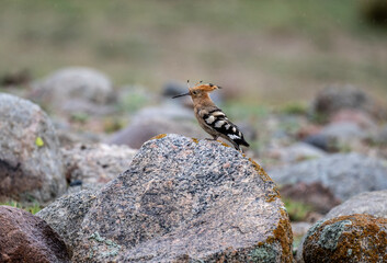 A hoopoe in its natural habitat on a spring day on the shore of Lake Issyk-Kul in Kyrgyzstan © константин константи