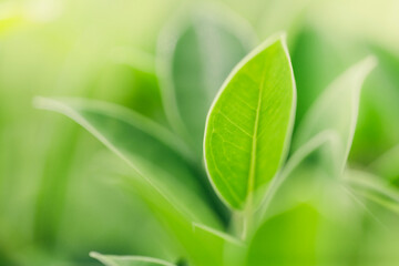 Fototapeta premium nature view of green leaf on blurred greenery background in garden with copy space. background natural green plants landscape, ecology, fresh wallpaper
