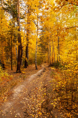 Obraz premium Trail in the autumn forest. Yellow leaves have already begun to fall from the trees