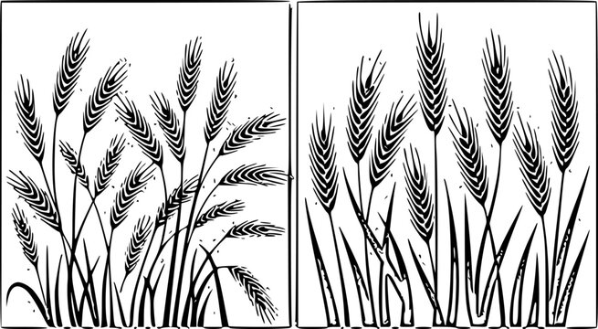 Black ink linocut style wheat grain field silhouette illustration set in framed panels with detailed stalks and ears vector illustration