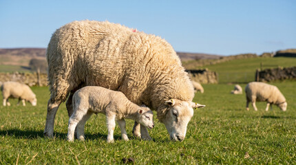 Obraz premium Ewe and Lamb Grazing in a Sunlit Green Meadow