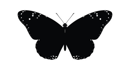 Black butterfly with detailed wings isolated silhouette high quality professional modern elegant © MIRAJ02