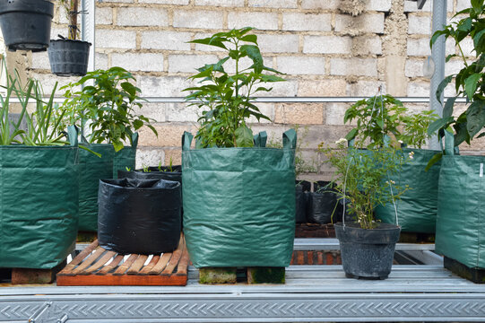 Potted baby rose flowers and green chili plants growing in large planter bags arranged on a modern lightweight steel rack during a bright morning.