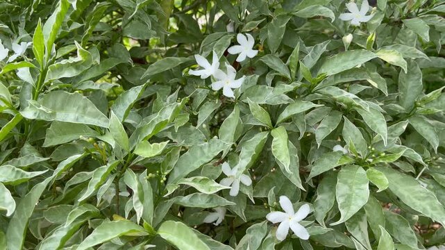 Close-up of White Wrightia Antidysenterica Flowers in a Lush Garden