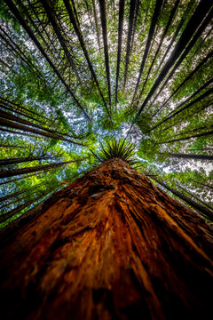 Low angle view of tall Redwood trees in Whakarewarewa Forest New Zealand