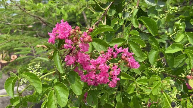 Beautiful Pink Lagerstroemia Indica Flowers in Full Bloom