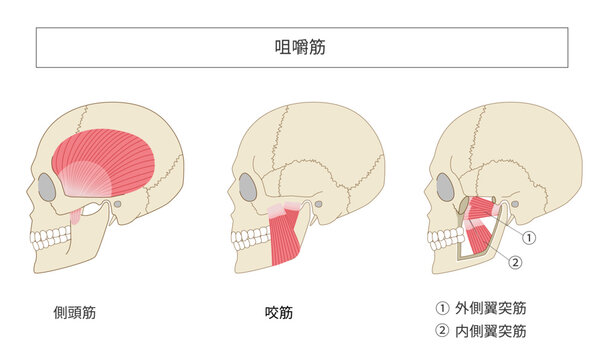横から見た頭蓋骨と咀嚼筋（側頭筋・咬筋・外側翼突筋・内側翼突筋）の解剖図セット