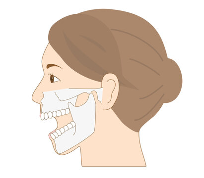 顎を開いた状態の女性の横顔の解剖学イラストセット