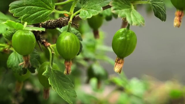 Green gooseberry fruits on branch waving in wind close up, Ribes uva-crispa in garden, organic fruit texture, spring agriculture, natural sunlight, static shot, candid style, raw nature video