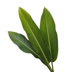 Three vibrant green tropical leaves with detailed veins isolated on a plain white background © eron