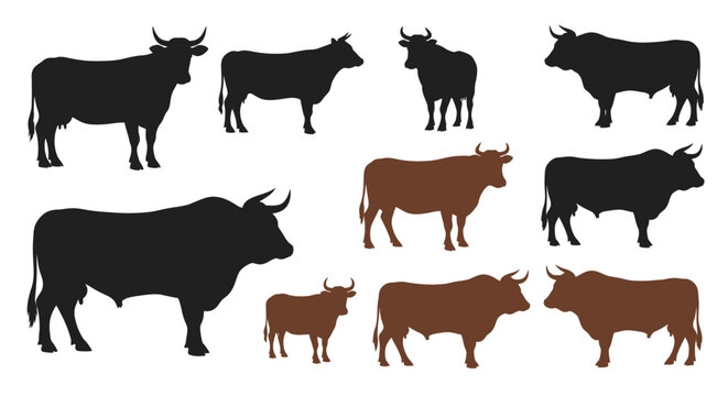 Cows and bulls in various poses.