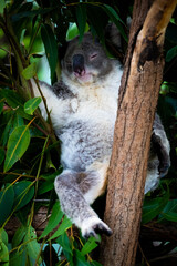 Fototapeta premium A koala sleeping peacefully while wedged in the fork of a gum tree