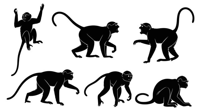 Set of Monkey Silhouettes in Various Poses