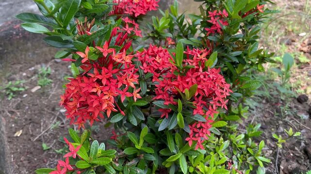 Vibrant Red Ixora Coccinea Flowers in Tropical Garden