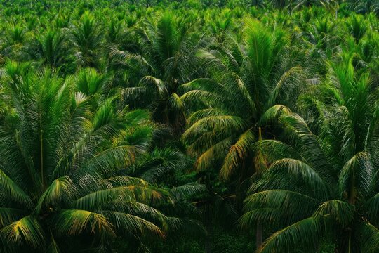 ココナッツの木が熱帯の風景を満たしています