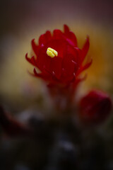 Fototapeta premium Close up of a red cactus flower with a yellow center in soft focus