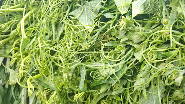 Fresh organic ivy gourd leaves and tender shoots coccinia grandis piled together for healthy asian cooking and traditional herbal culinary ingredients