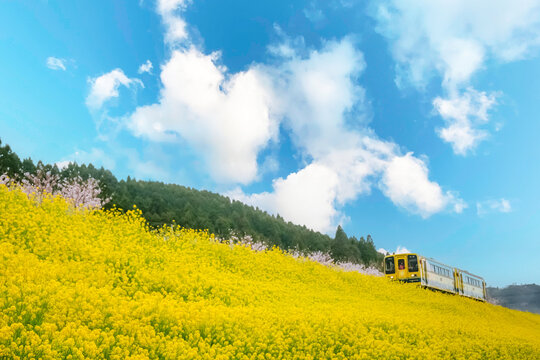 菜の花と春の列車