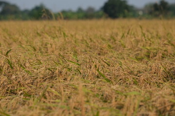 Fototapeta premium field of wheat