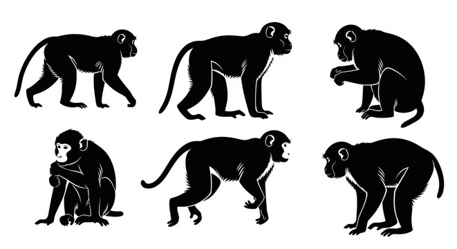 Set of Monkey Silhouettes in Various Poses