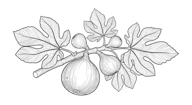 Vintage botanical engraving of a fig branch with ripe fruit and large leaves in a detailed black and white line art style.