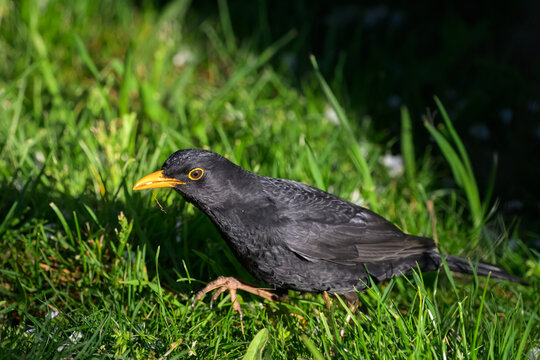 Common Blackbird Male Alert in Garden Grass &mdash; Portrait, Garden Wildlife and Biodiversity
