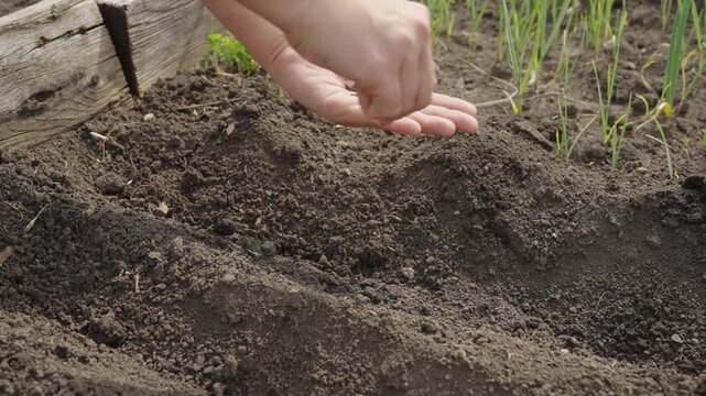 Hands sowing tiny seeds into prepared garden soil rows with green onion sprouts growing nearby in a raised garden bed.