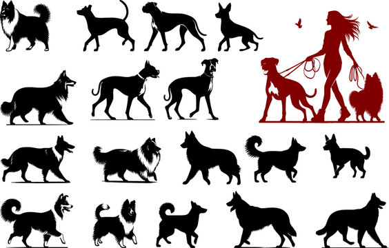 Large set of vector dog silhouettes of different breeds. Black and white canine figures and a red composition of a woman dog walker with pets on a leash.