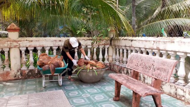 Farmer mulching coconut husk around apricot tree in Vietnam p7