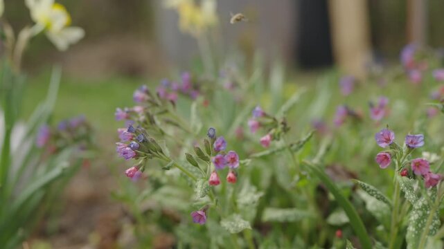 Large Bee-fly (Bombylius major) Hovering and Feeding on Flower blooming pulmonaria lungwort flowers with pink and purple blossoms in a spring garden alongside yellow daffodils.