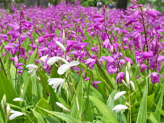 Fototapeta premium Tokyo,Japan - May 3, 2026: Urn orchid or Bletilla striata Reich