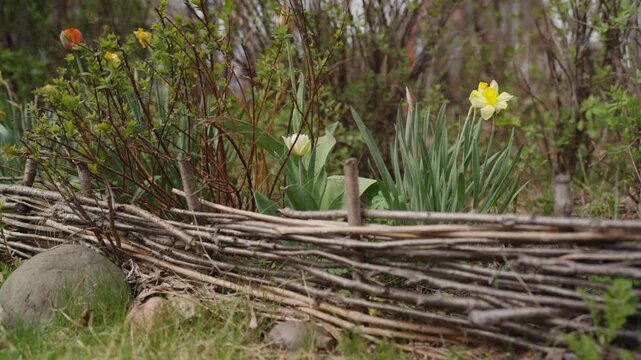 Rustic wattle fence borders a spring garden with blooming daffodils and tulips amid leafing shrubs. A charming countryside scene.