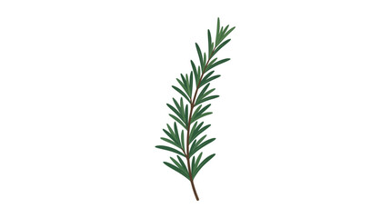 Obraz premium Single green rosemary herb sprig stem.