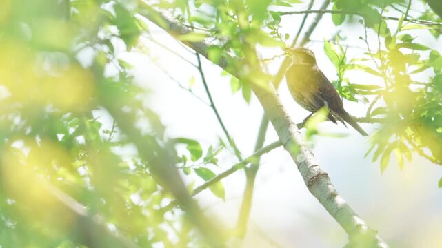 風に揺れる木にとまるツグミ